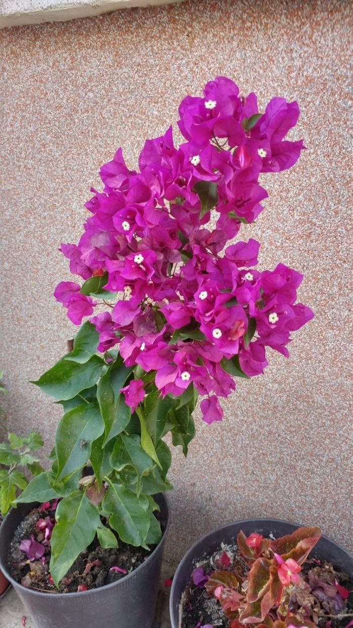 Vaše bašte: hobi baštovanka Svetlana Vasić neguje carstvo prelepih begonija (FOTO)