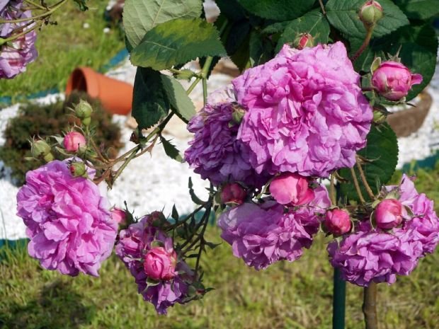 Vaše bašte: bašta iz snova Dejana Milutinovića koja je ulepšala Cerak (FOTO)
