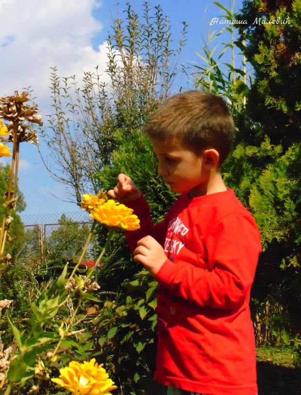 Baštenski raj delo je vrednih ruku i ljubavi: priča o jezeru porodice Stanković iz Smederevske Palanke (FOTO)
