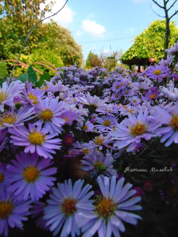 Baštenski raj delo je vrednih ruku i ljubavi: priča o jezeru porodice Stanković iz Smederevske Palanke (FOTO)