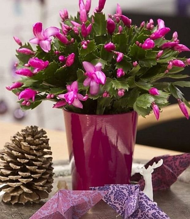 3 saveta za cvetanje božićnog kaktusa: evo kako da negujete čarobnu prazničnu biljku (FOTO GALERIJA + ARANŽMANI)
