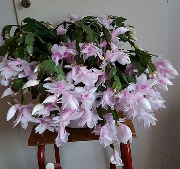 3 saveta za cvetanje božićnog kaktusa: evo kako da negujete čarobnu prazničnu biljku (FOTO GALERIJA + ARANŽMANI)