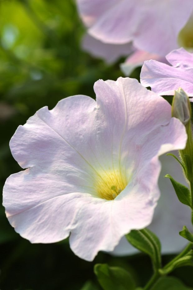 Zašto na svakoj terasi treba da cvetaju petunije: najlepše letnje cveće za balkon i dvorište (FOTO GALERIJA)