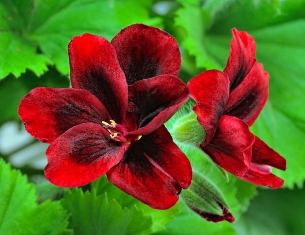 NAJLEPŠE LETNJE CVEĆE ZA DVORIŠTE: zašto ispred svake kuće treba da cvetaju MUŠKATLE (FOTO)