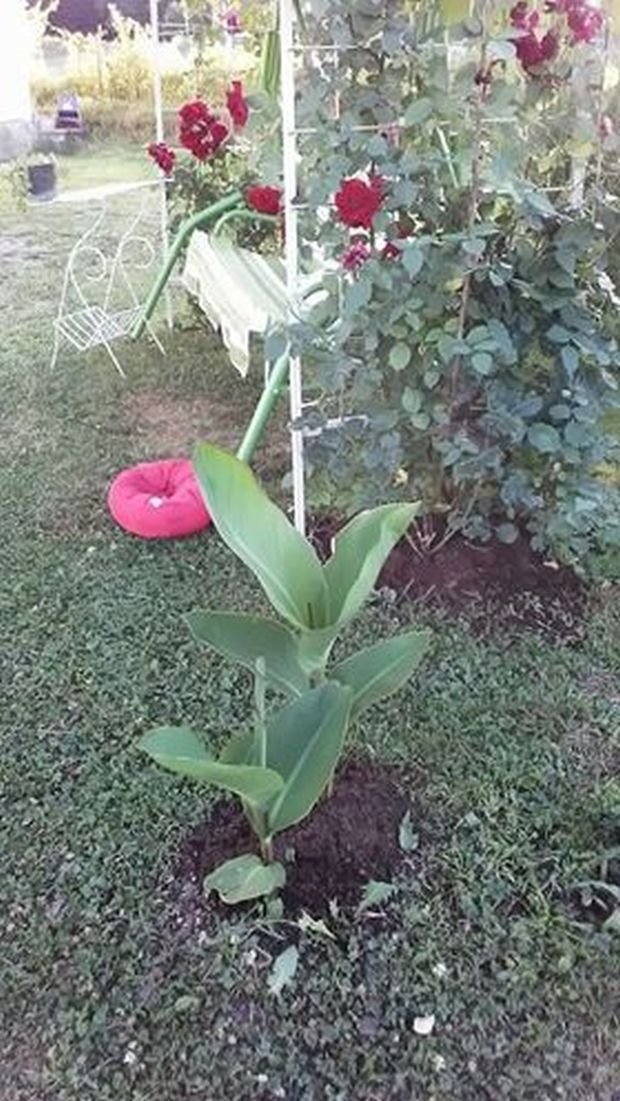 VAŠE BAŠTE: čarobna i šarenolika bašta naše čitateljke Danijele Vulović iz Požege (FOTO)