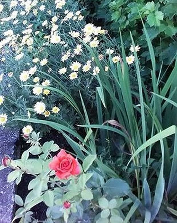 VAŠE BAŠTE: čarobna i šarenolika bašta naše čitateljke Danijele Vulović iz Požege (FOTO)