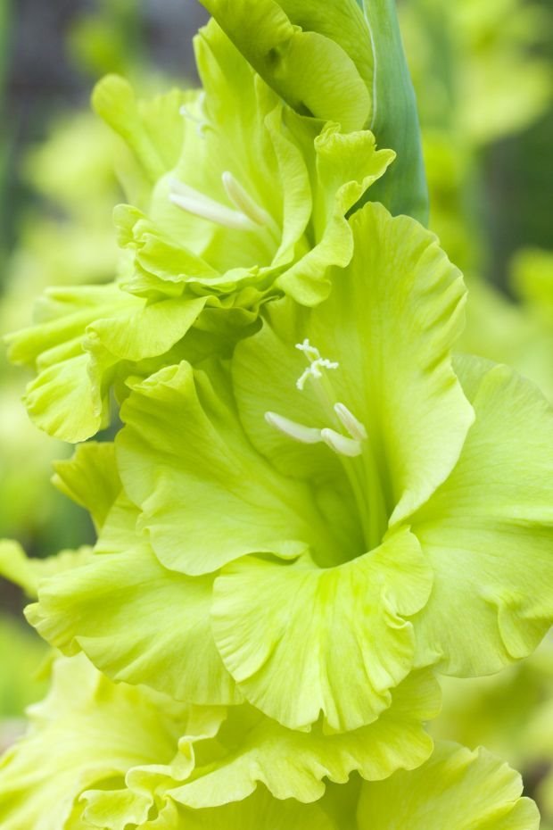 Kako se pravilno neguju gladiole: visoko cveće koje krasi najlepša dvorišta u Srbiji (FOTO + VIDEO)