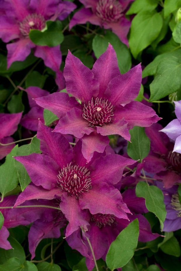 ZAŠTO JE KLEMATIS OMILJENI CVET BAŠTOVANA: sve o sadnji i negovanju čarobnog klematisa (FOTO GALERIJA)