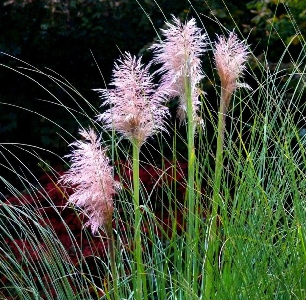 PAMPAS TRAVA UKRAŠAVA JESENJU BAŠTU: Kako se gaji ukrasna trava Cortaderia selloana (SAVETI)