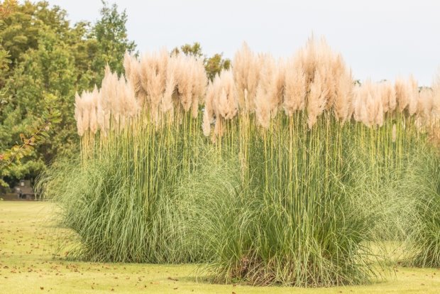 PAMPAS TRAVA UKRAŠAVA JESENJU BAŠTU: Kako se gaji ukrasna trava Cortaderia selloana (SAVETI)