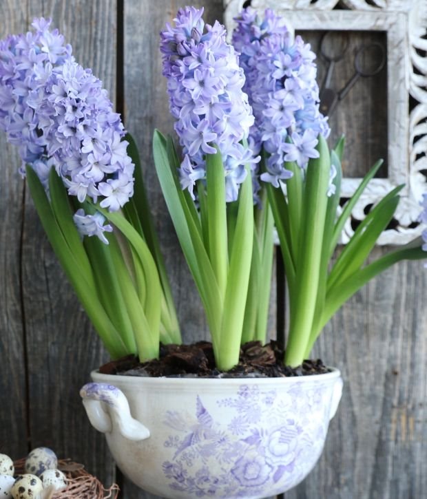 KAKO DA POSADITE ZUMBULE NA NAJMODERNIJI NAČIN: nove ideje za kombinacije zumbula i neobičnih saksija i žardinjera (FOTO + URADI SAM)