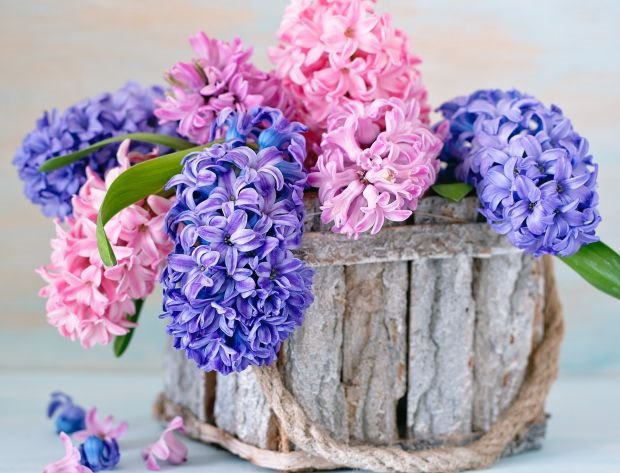 KAKO DA POSADITE ZUMBULE NA NAJMODERNIJI NAČIN: nove ideje za kombinacije zumbula i neobičnih saksija i žardinjera (FOTO + URADI SAM)