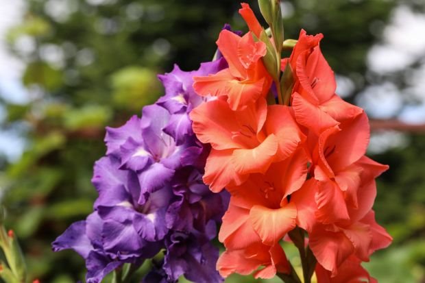 NAJLEPŠA BAŠTA ZA POČETAK PROLEĆA: 6 vrsta cveća koje možete da zasadite u prvim prolećnim danima