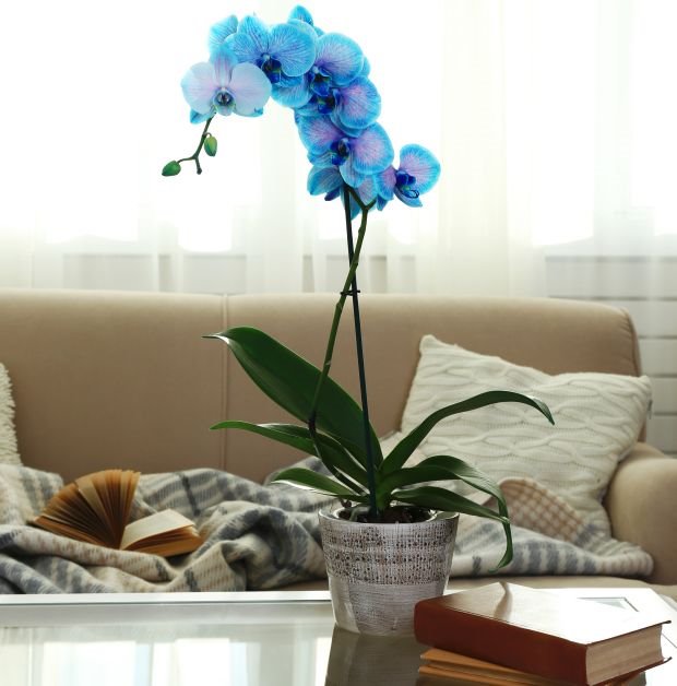 NAJLEPŠE SOBNO CVEĆE ZAHTEVA OVAKVU NEGU: 3 trika za orhideje koje dugo cvetaju