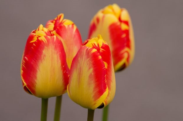 LALA 'BANJA LUKA' NAJZAD PROCVETALA I U GRADU BANJALUCI: prelepa sorta lala osvojila i Holandiju (FOTO GALERIJA + DARWIN HYBRID TULIP )