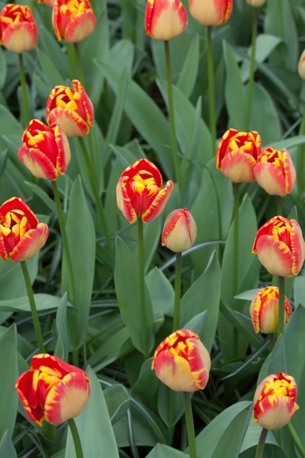 LALA 'BANJA LUKA' NAJZAD PROCVETALA I U GRADU BANJALUCI: prelepa sorta lala osvojila i Holandiju (FOTO GALERIJA + DARWIN HYBRID TULIP )