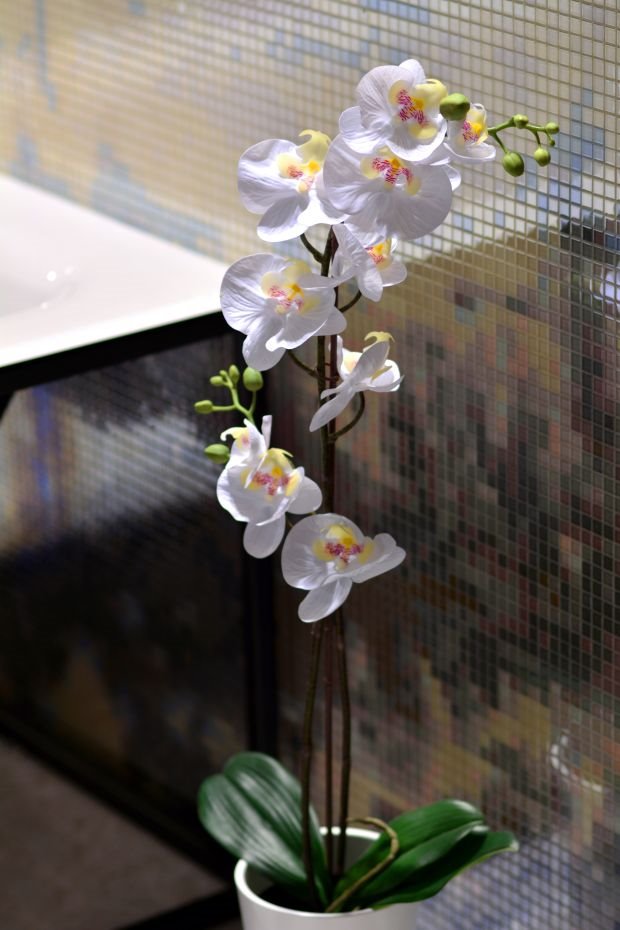 ORHIDEJE VAŽE ZA ZAHTEVNO CVEĆE: evo koja orhideja uspeva čak i u kupatilu (FOTO)