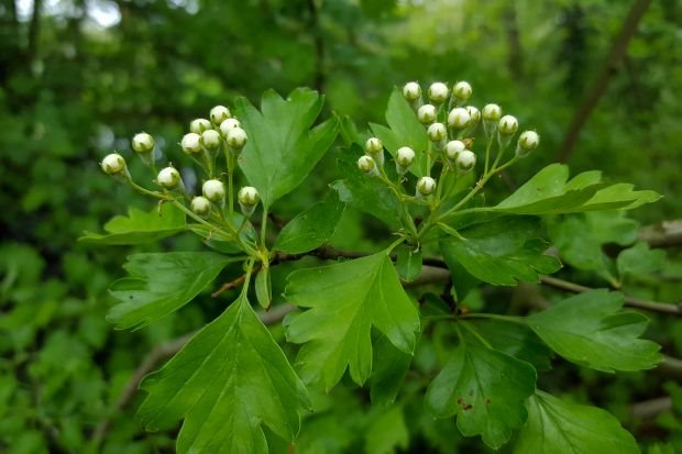 Simptomi propadanja karličnog dna