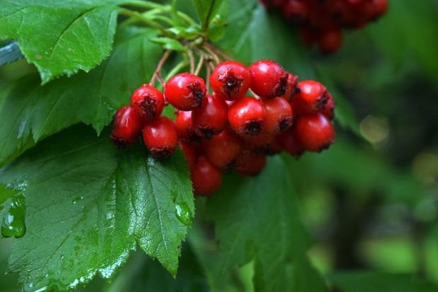 Simptomi propadanja karličnog dna