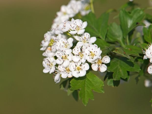 Simptomi propadanja karličnog dna
