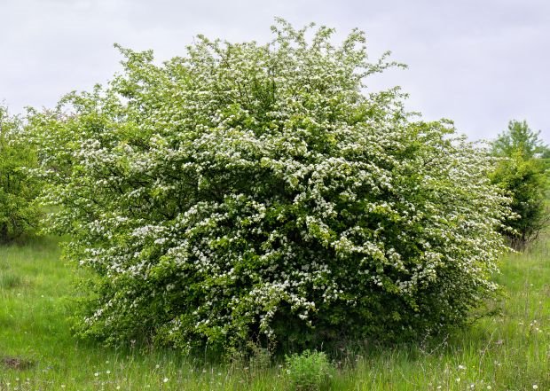 Simptomi propadanja karličnog dna