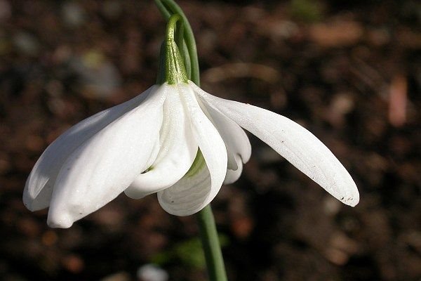 Visibabe za kolekcionare: upoznajte 6 varijeteta najlepšeg februarskog cveća