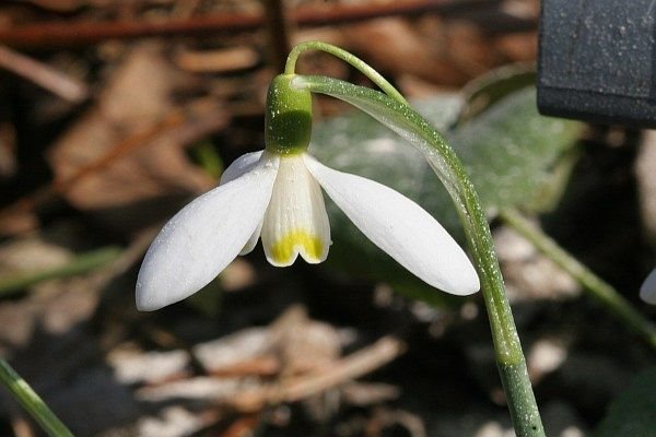 Visibabe za kolekcionare: upoznajte 6 varijeteta najlepšeg februarskog cveća
