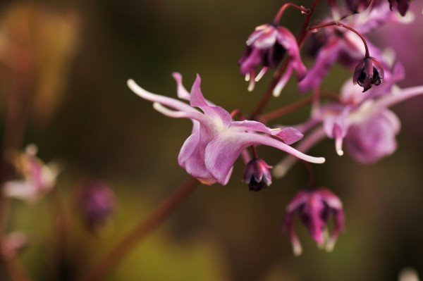 Najbolji pokrivači tla
