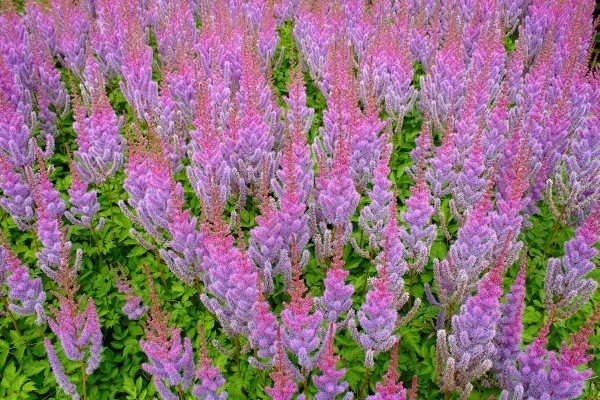 Najbolji pokrivači tla