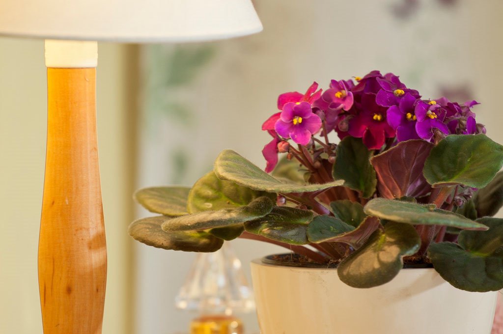 AFRIČKE LJUBIČICE I FENG ŠUI: gde da postavite ljubičice da donesu mir i smanje apetit