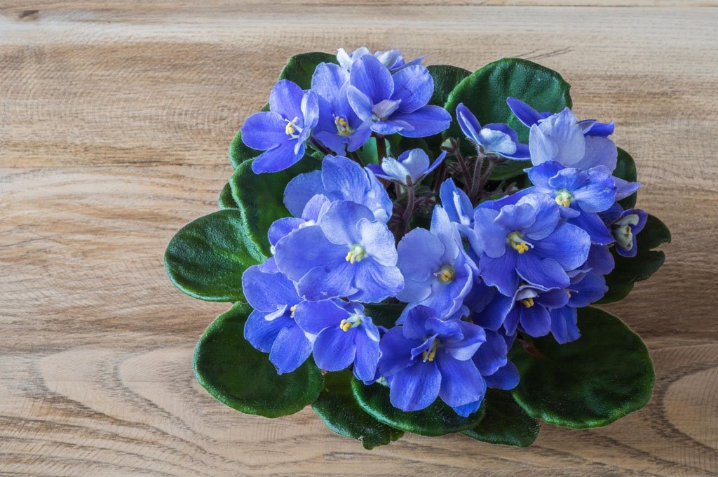 AFRIČKE LJUBIČICE I FENG ŠUI: gde da postavite ljubičice da donesu mir i smanje apetit