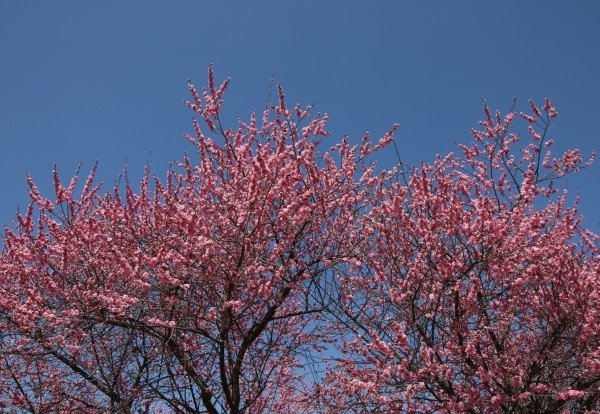 20 hiljada šljiva u cvetu