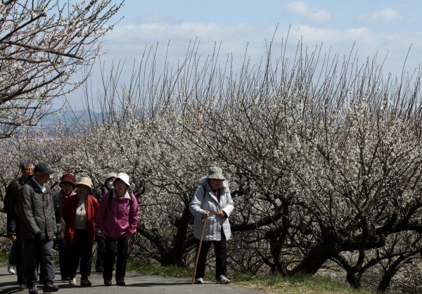 20 hiljada šljiva u cvetu
