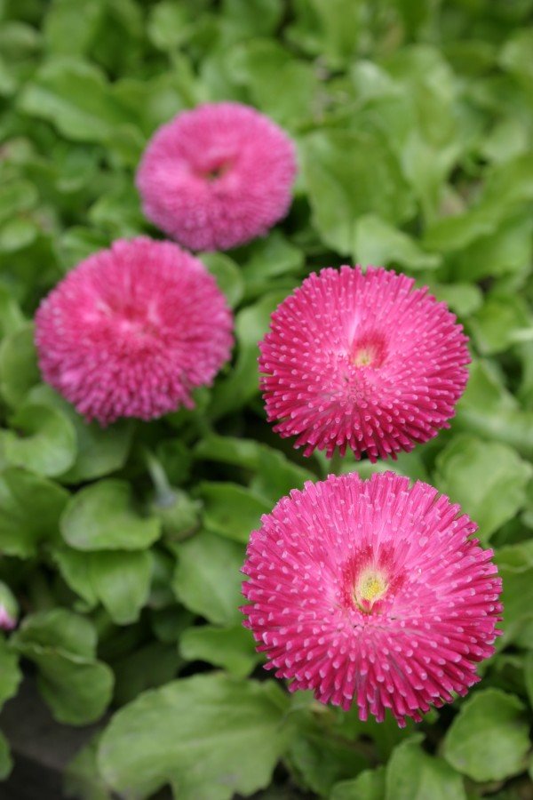 Bajka o belim radama