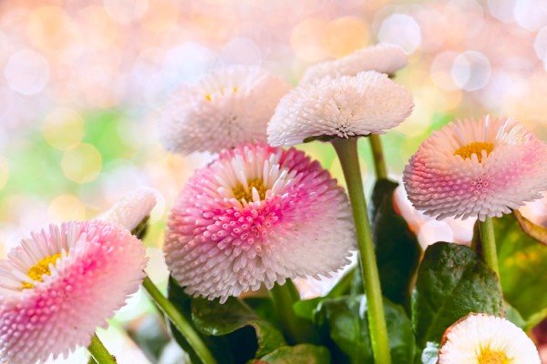 Bajka o belim radama