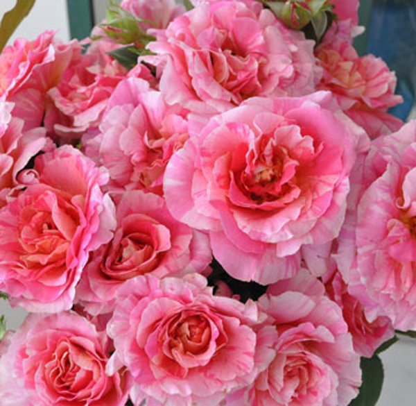 Ruže prošaranih cvetova