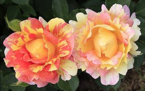 Ruže prošaranih cvetova