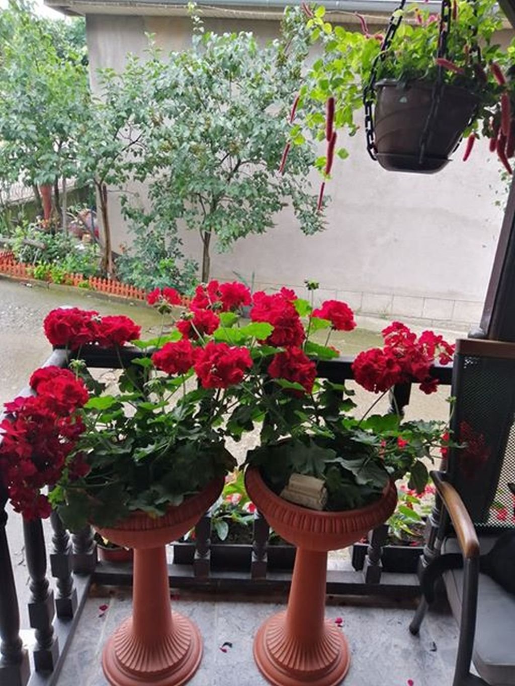 LETNJA BAŠTA I CVEĆE NAŠE ČITATELJKE SVETLANE VASIĆ BUDE INSPIRACIJU: zavirite u pravo carstvo petunija, begonija, lepog jove i muškatli (FOTO)