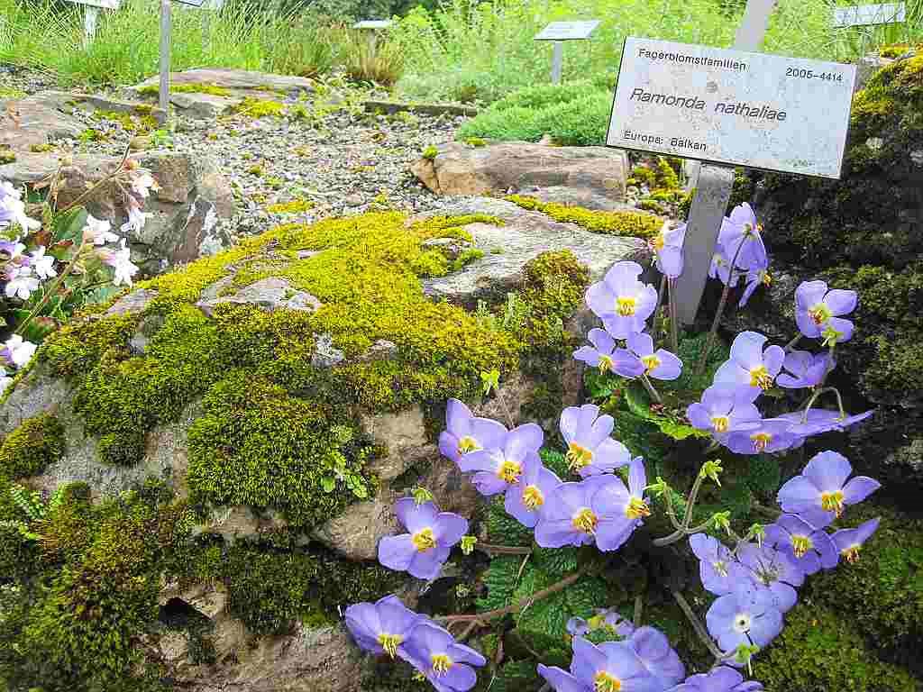 UPOZNAJTE CVET KOJIM SE U SRBIJI OBELEŽAVA DAN PRIMIRJA: Natalijina ramonda preživljava sve