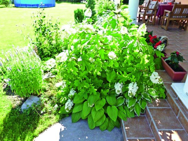 Rascvetali vrt u Subotici