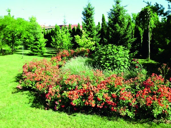 Rascvetali vrt u Subotici