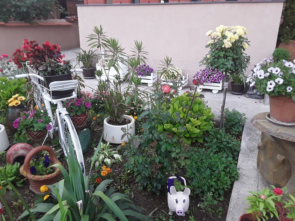 NAJSLAĐE DVORIŠTE U VRANJU: prelep izbor cveća i maštoviti detalji u bašti Lele Nikolić (FOTO)