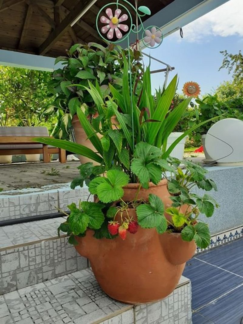 Invazivne biljke koje izbegavaju i iskusni baštovani