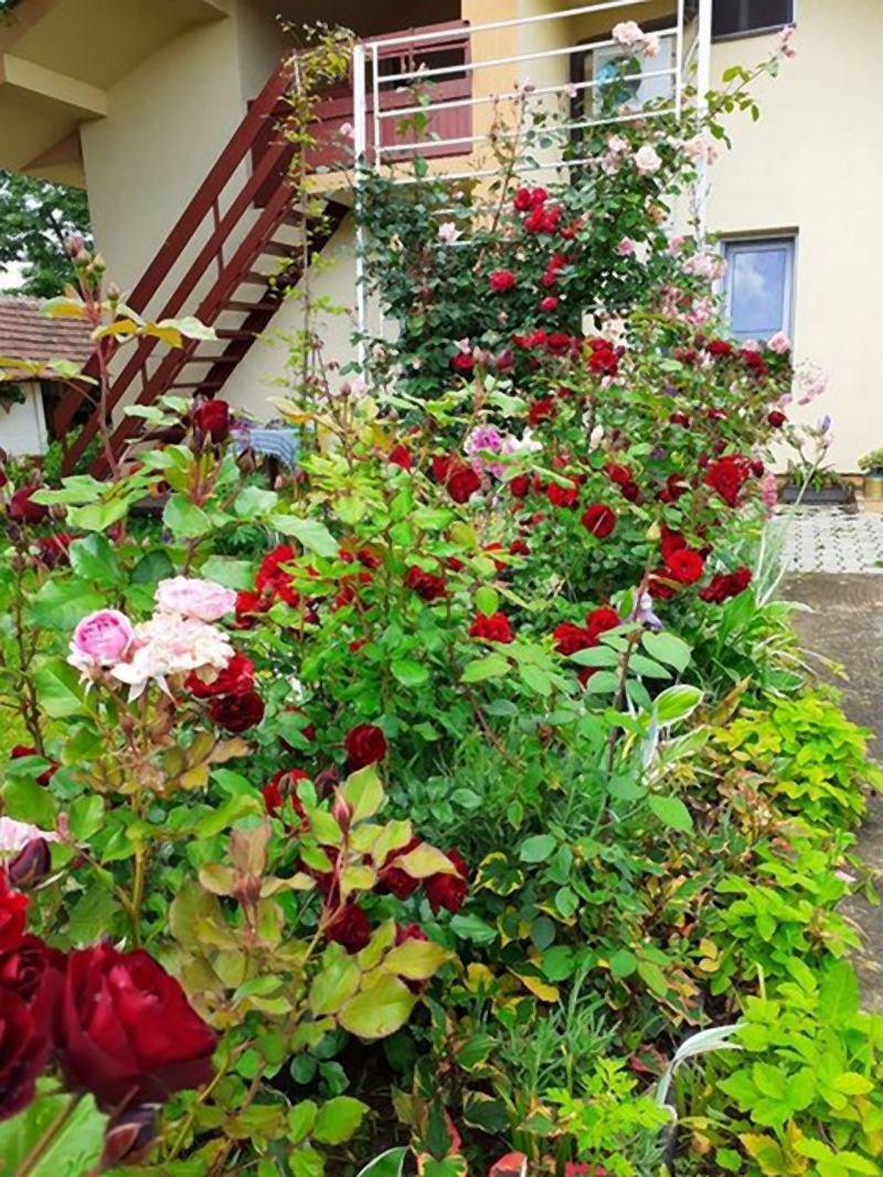 Invazivne biljke koje izbegavaju i iskusni baštovani