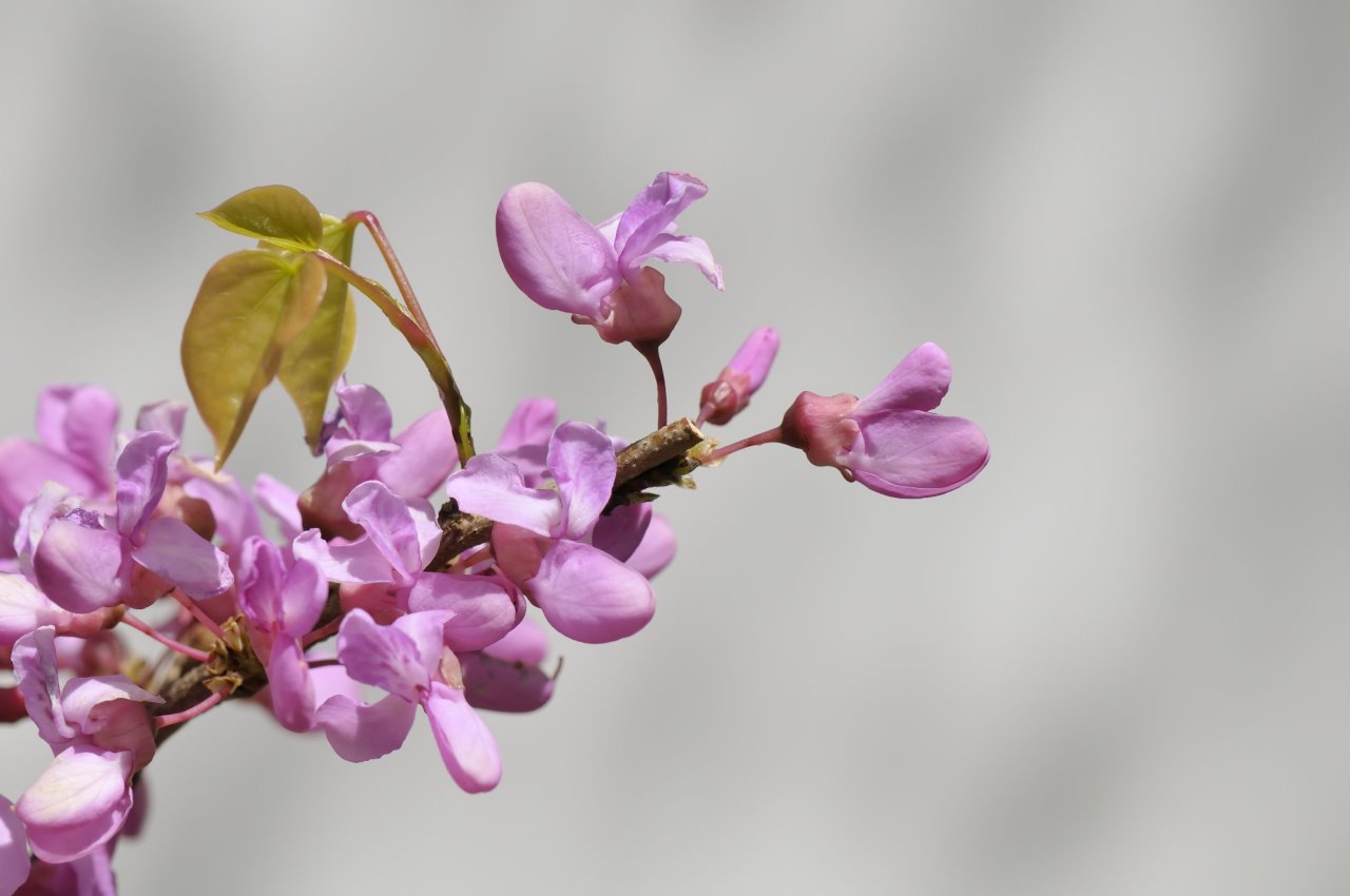 Deset najlepših ukrasnih žbunova