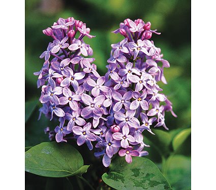 7 lepotana: jorgovani za mirišljavu baštu