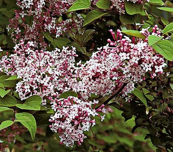 7 lepotana: jorgovani za mirišljavu baštu