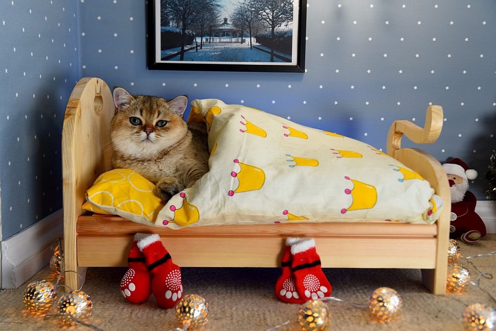 Krevet za mačku