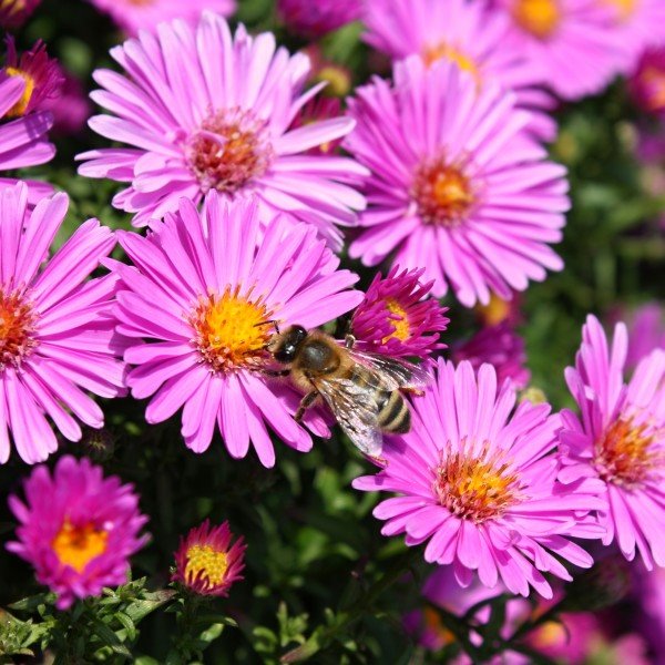 Božur dugo uspeva na istom mestu