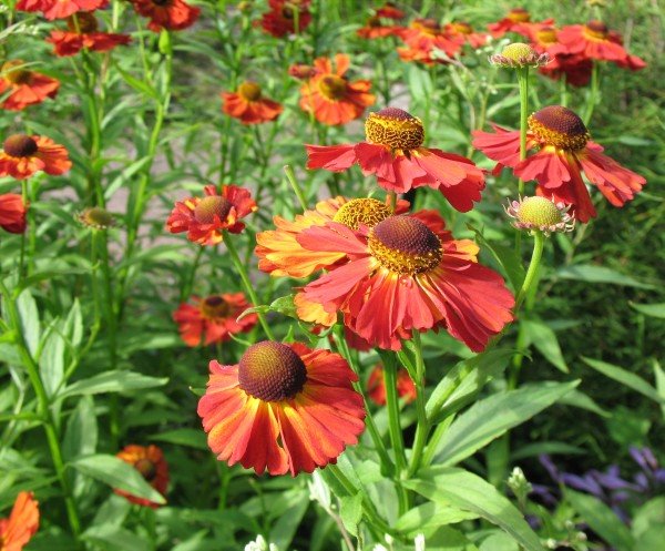 Božur dugo uspeva na istom mestu